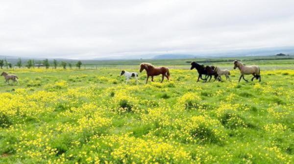 Flugumyri 2 Villa Varmahlíð Dış mekan fotoğraf